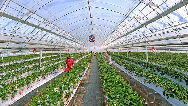 农产品批发市场建设：标准规范与关键要素**