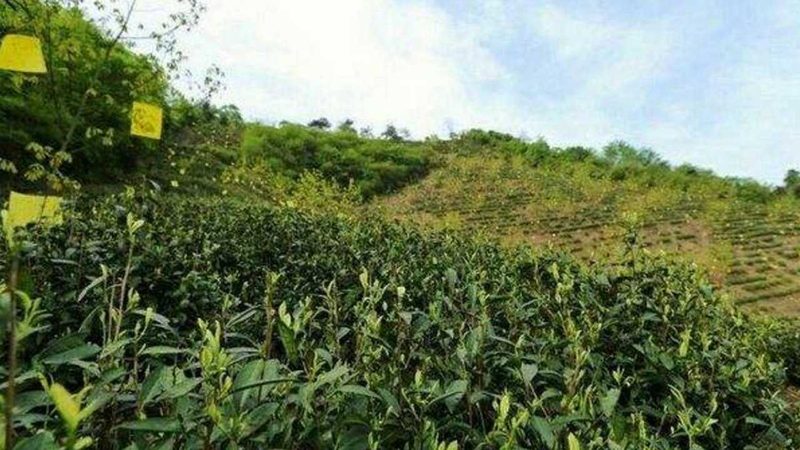 果蔬配送O2O平台参数对比