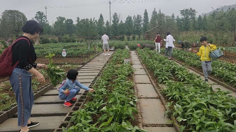 绿色食品加盟还是代理？揭秘加盟与代理的差异化优势