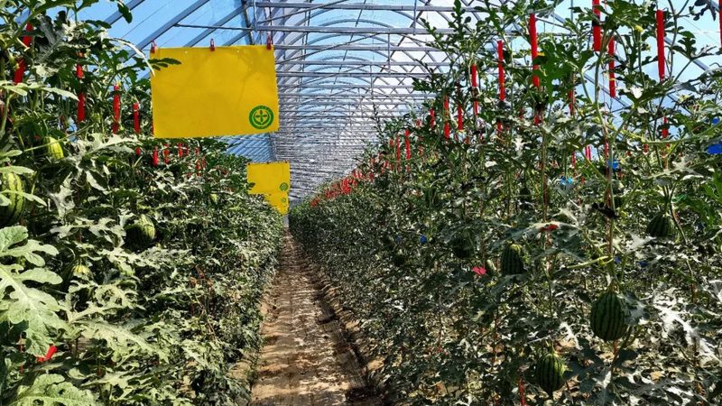 休闲农业有机种植品牌：揭秘十大排名背后的秘密