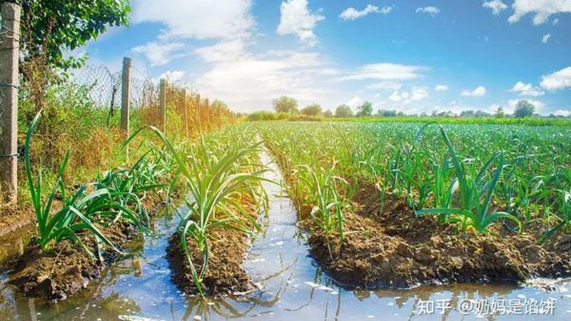 生态农业加盟，设备采购清单揭秘**